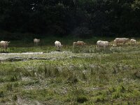 NL, Gelderland, Heumen, Overasseltsche en Hatertsche vennen 181, Saxifraga-Hans Boll