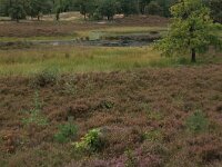 NL, Gelderland, Heumen, Overasseltsche en Hatertsche vennen 198, Saxifraga-Hans Boll