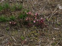 NL, Gelderland, Lochem, Stelkampsveld 48, Saxifraga-Hans Boll