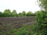 NL, Gelderland, Lochem, Stelkampsveld 65, Saxifraga-Hans Boll