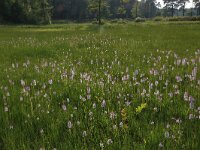 NL, Gelderland, Lochem, Stelkampsveld 72, Saxifraga-Hans Boll