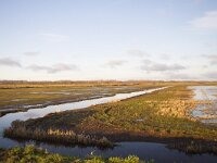 NL, Gelderland, Nijkerk, Arkemheen 18, Saxifraga-Jan Nijendijk