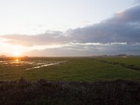 NL, Gelderland, Nijkerk, Arkemheen 22, Saxifraga-Jan Nijendijk