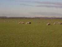 NL, Gelderland, Nijkerk, Arkemheen 24, Saxifraga-Jan Nijendijk
