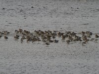NL, Gelderland, Nijkerk, Delta Schuitenbeek 1, Saxifraga-Jan Nijendijk