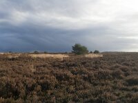NL, Gelderland, Nunspeet, Elspeetsche Heide 3, Saxifraga-Jan Nijendijk