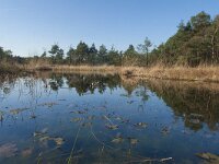 NL, Gelderland, Nunspeet, Mosterdveen Vierhouten 5, Saxifraga-Jan Nijendijk