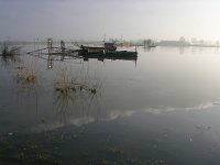 NL, Gelderland, Rheden, Havikerwaard 20, Saxifraga-Henk Sierdsema
