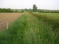 NL, Gelderland, Rheden, Hof te Rheden 19, Saxifraga-Henk Sierdsema