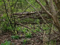 NL, Gelderland, Rheden, Middachten 37, Saxifraga-Hans Boll