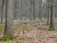 NL, Gelderland, Rheden, Nationaal Park Veluwezoom 6, Saxifraga-Tom Heijnen
