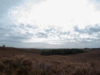NL, Gelderland, Rheden, Posbank 1, Saxifraga-Bart Vastenhouw