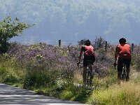 NL, Gelderland, Rheden, Veluwezoom 1, Saxifraga-Foto Fitis-Sytske Dijksen