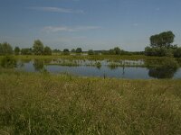 NL, Gelderland, Voorst, Nijenbeek 1, Saxifraga-Jan Nijendijk