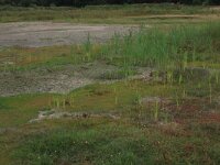 NL, Gelderland, Wijchen, Wijchensche Vennen 109, Saxifraga-Hans Boll