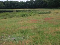 NL, Gelderland, Wijchen, Wijchensche Vennen 144, Saxifraga-Hans Boll