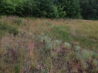 NL, Gelderland, Wijchen, Wijchensche Vennen 155, Saxifraga-Hans Boll