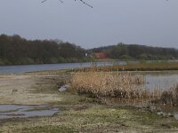 NL, Gelderland, Wijchen, Wijchensche Vennen 193, Saxifraga-Hans Boll