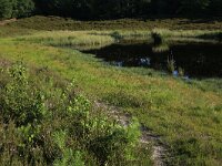NL, Gelderland, Wijchen, Wijchensche Vennen 221, Saxifraga-Hans Boll