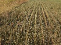 NL, Gelderland, Wijchen, Wijchensche Vennen 26, Saxifraga-Hans Boll