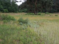 NL, Gelderland, Wijchen, Wijchensche Vennen 6, Saxifraga-Hans Boll