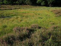 NL, Gelderland, Wijchen, Wijchensche Vennen 96, Saxifraga-Hans Boll