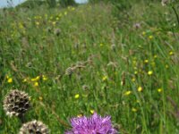 NL, Gelderland, Zevenaar, Rijnstrangen 10, Saxifraga-Henk Sierdsema
