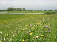 NL, Gelderland, Zevenaar, Rijnstrangen 8, Saxifraga-Henk Sierdsema