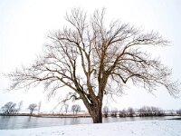 NL, Gelderland, Zutphen, IJssel 10, Saxifraga-Bart Vastenhouw