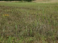 NL, Groningen, Het Hogeland, Ballastplaat 47, Saxifraga-Hans Boll