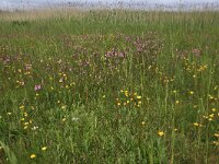 NL, Groningen, Het Hogeland, Ballastplaat 49, Saxifraga-Hans Boll