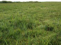 NL, Groningen, Het Hogeland, Ballastplaat 53, Saxifraga-Hans Boll