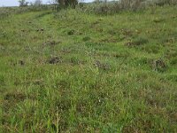 NL, Groningen, Het Hogeland, Ballastplaat 68, Saxifraga-Hans Boll