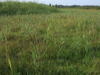 NL, Groningen, Het Hogeland, Ballastplaat 69, Saxifraga-Hans Boll