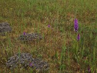 NL, Groningen, Het Hogeland, Ballastplaat 74, Saxifraga-Hans Boll