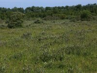 NL, Groningen, Het Hogeland, Ballastplaat 83, Saxifraga-Hans Boll