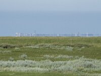 NL, Groningen, Het Hogeland, Noordpolderzijl 14, Saxifraga-Willem van Kruijsbergen