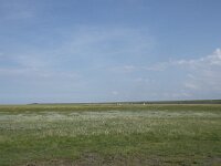 NL, Groningen, Het Hogeland, Noordpolderzijl 20, Saxifraga-Willem van Kruijsbergen