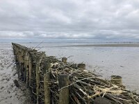 NL, Groningen, Het Hogeland, Pieterburen 23, Saxifraga-Willem van Kruijsbergen