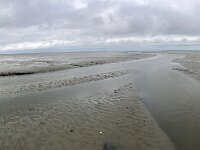 NL, Groningen, Het Hogeland, Pieterburen 51, Saxifraga-Willem van Kruijsbergen