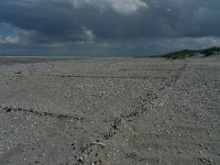 NL, Groningen, Het Hogeland, Rottumeroog 15, Saxifraga-Mark Zekhuis