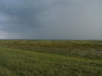 NL, Groningen, Het Hogeland, Rottumeroog 20, Saxifraga-Mark Zekhuis