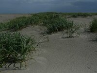 NL, Groningen, Het Hogeland, Rottumeroog 22, Saxifraga-Mark Zekhuis