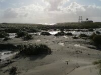 NL, Groningen, Het Hogeland, Rottumeroog 7, Saxifraga-Mark Zekhuis