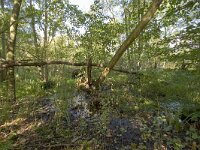 NL, Groningen, Midden-Groningen, Westerbroek 10, Saxifraga-Jaap Schelvis : Westerbroek