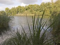 NL, Groningen, Midden-Groningen, Westerbroek 14, Saxifraga-Jaap Schelvis : Westerbroek