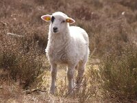 NL, Limburg, Bergen, De Hamert 1, Saxifraga-Foto Fitis-Sytske Dijksen