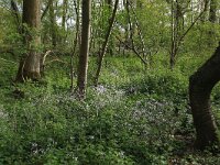 NL, Limburg, Echt-Susteren, Doort 15, Saxifraga-Hans Boll
