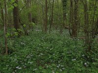 NL, Limburg, Echt-Susteren, Doort 38, Saxifraga-Hans Boll