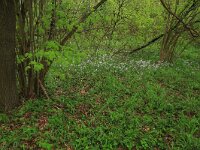 NL, Limburg, Echt-Susteren, Doort 72, Saxifraga-Hans Boll